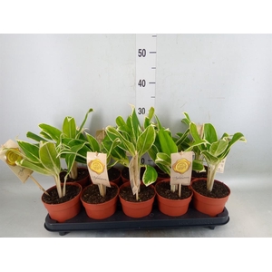 Aglaonema  'White Lime'