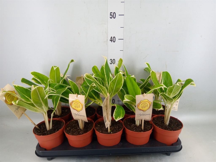 <h4>Aglaonema 'White Lime'</h4>