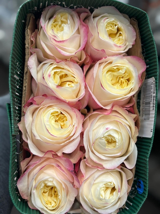 <h4>R Gr Fatima Gardens</h4>