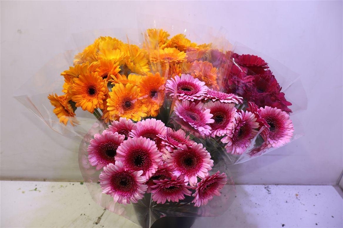 <h4>Ge Mi Gem X10</h4>