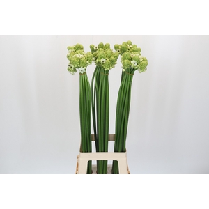 Ornithogalum Saundersiae