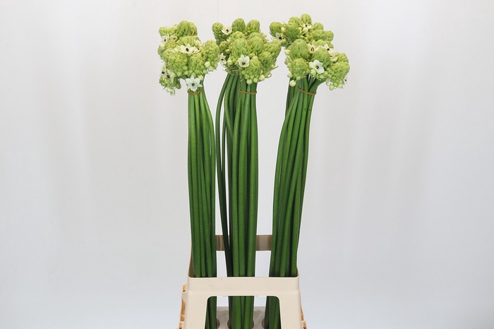 <h4>Ornithogalum Saundersiae</h4>