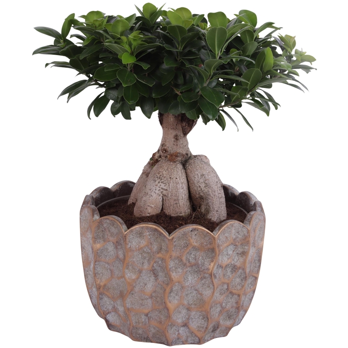 <h4>Ficus m. Ginseng Ball Shape Ø24cm in Ø28cm Ceramic PL670</h4>