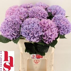 HYDRANGEA  'ROYAL BENEFIT'