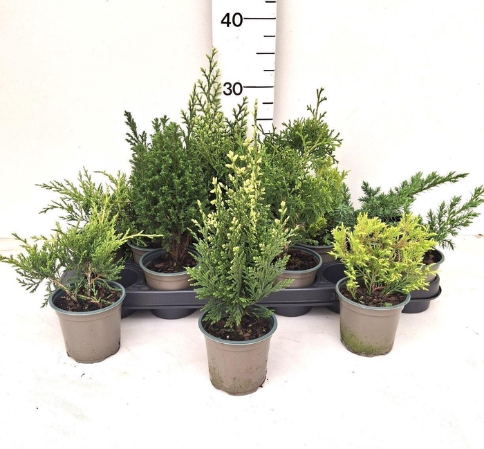 <h4>Coniferen overig</h4>