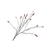 Sanguisorba Aubergine