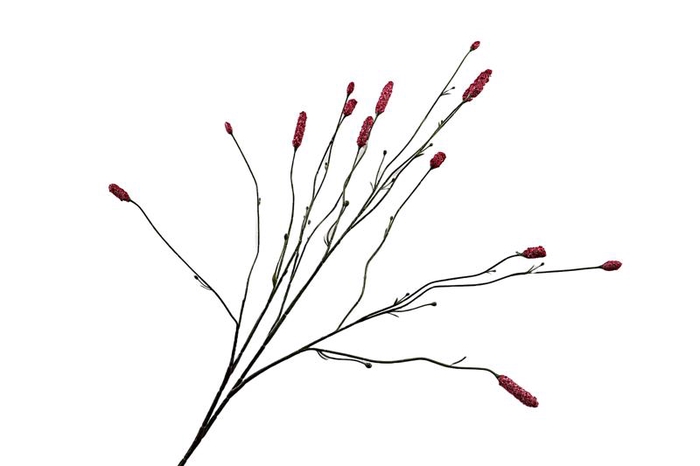 Sanguisorba Aubergine