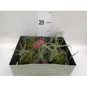 Tillandsia