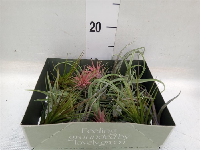 <h4>Tillandsia</h4>