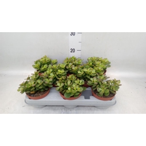 Crassula ovata 'Minor'