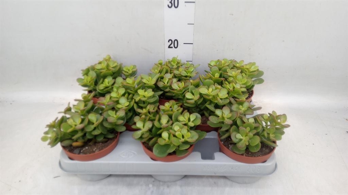 <h4>Crassula ovata 'Minor'</h4>