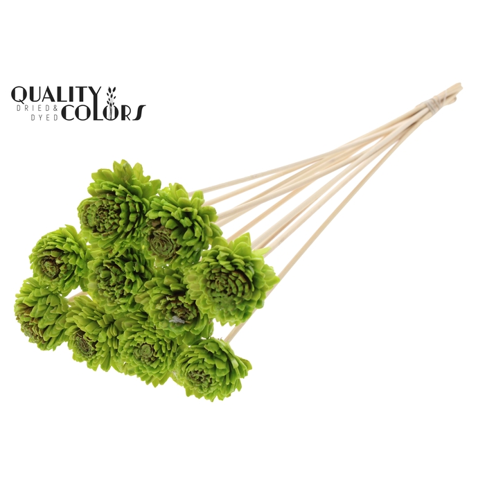 <h4>Shola Zinia 6cm on stem Wax Light Green</h4>