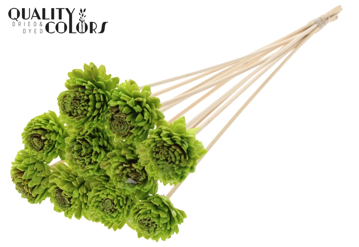 Shola Zinia 6cm on stem Wax Light Green