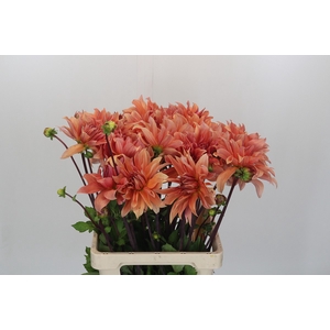 Dahlia Babylon Bronze