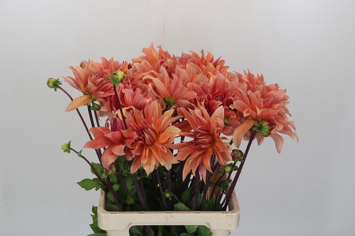 Dahlia Babylon Bronze