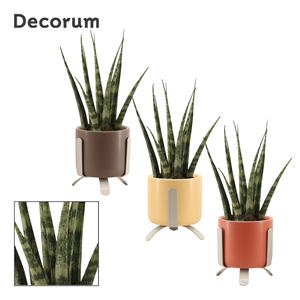 Sansevieria Fernwood 6 cm in Luca (Nature Love-collection)