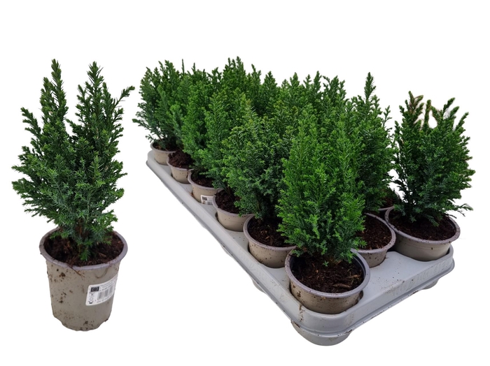 <h4>CHAM L ELLWOODII</h4>