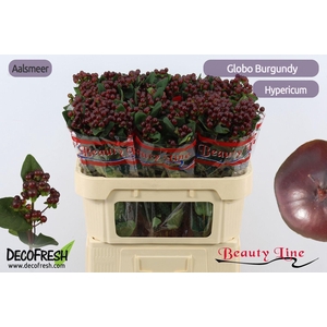 HYP GLOBO BURGUNDY