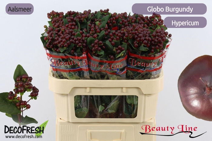 <h4>HYP GLOBO BURGUNDY</h4>