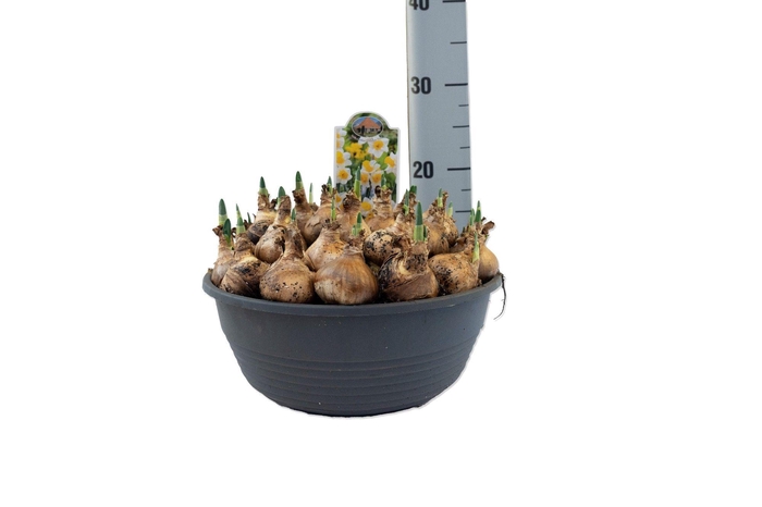 <h4>Narcissus Golden Echo</h4>