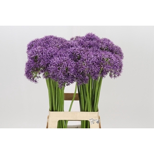 Allium Violet Beauty