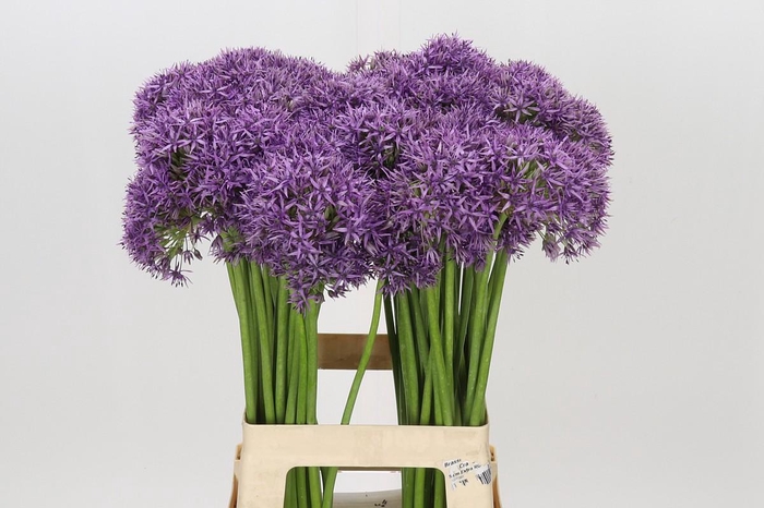 <h4>Allium Violet Beauty</h4>