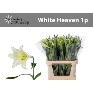 LI LF WHITE HEAVEN