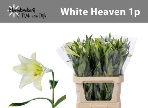 <h4>LI LF WHITE HEAVEN</h4>