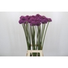 Allium 'Dark Knight'