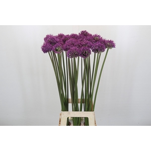 Allium 'dark Knight'