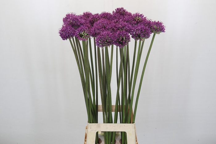 <h4>Allium 'dark Knight'</h4>