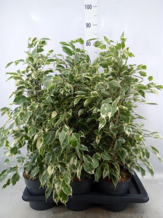 <h4>Ficus benja. 'Twilight'</h4>