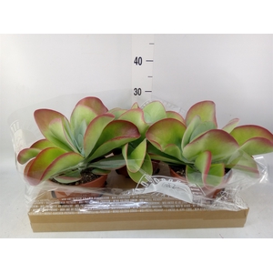 Kalanchoe NF thyrsiflora