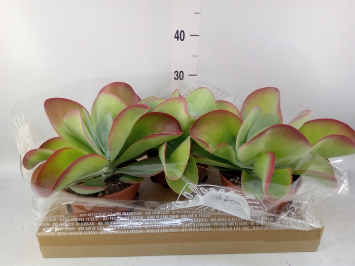 <h4>Kalanchoe NF thyrsiflora</h4>