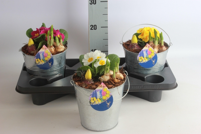 <h4>ARR TUINPLANTEN</h4>