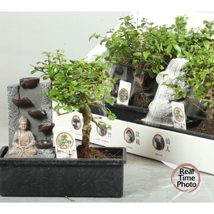BONSAI GEM