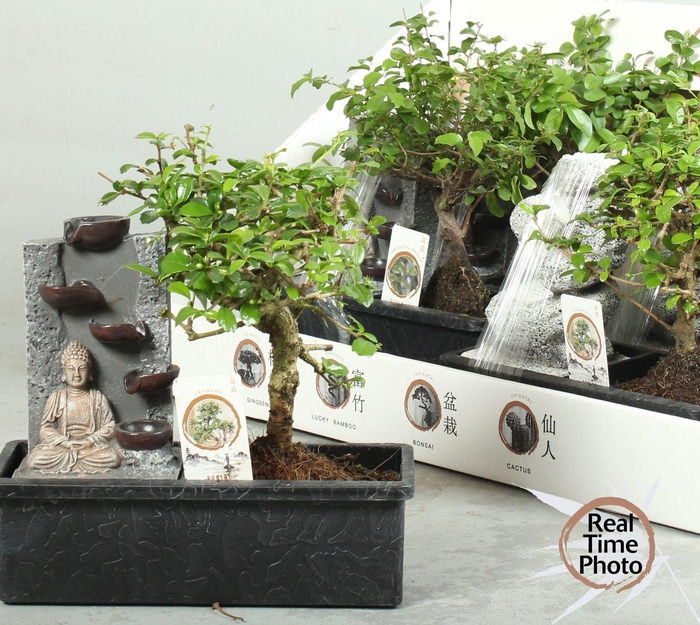 BONSAI GEM