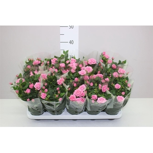 Rosa Kordana Licht Roze