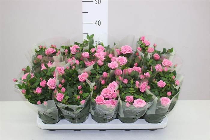 <h4>Rosa Kordana Licht Roze</h4>