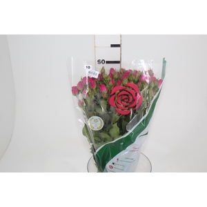 ROSA SPRAY PINK YO-YO 060 CM PINK