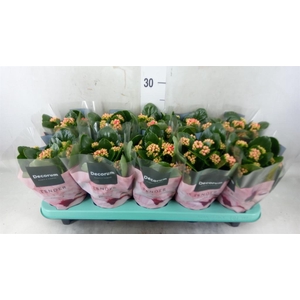 Kalanchoe blos. 'Serenity Coral'