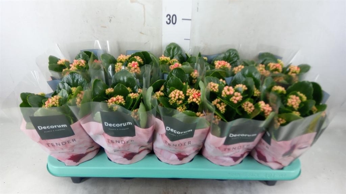 <h4>Kalanchoe blos. 'Serenity Coral'</h4>