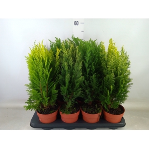 Conifers   ...mix