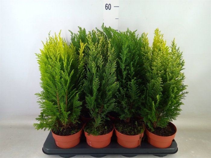 <h4>Conifers   ...mix</h4>