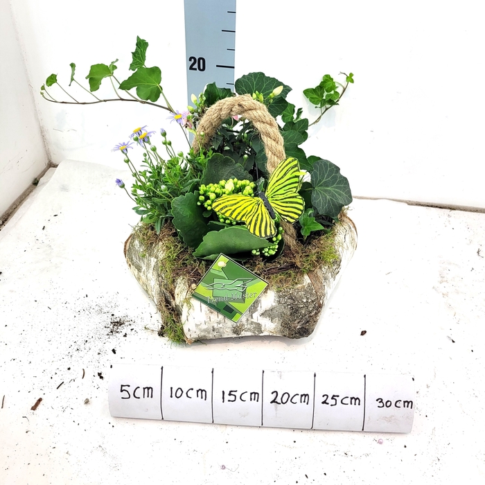<h4>ARR TUINPLANTEN</h4>
