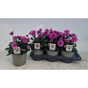 DAHL D M NEON LILAC