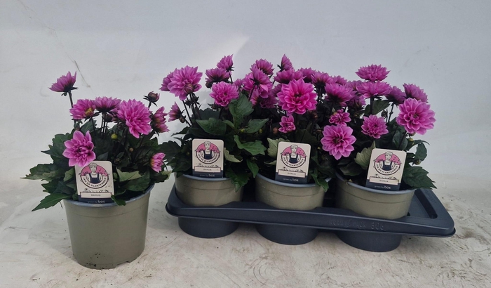 <h4>DAHL D M NEON LILAC</h4>