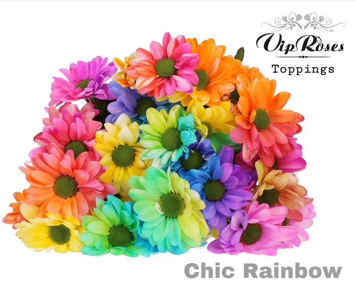 <h4>CHR T CHIC RAINBOW</h4>