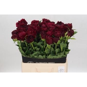 Paeonia Old Faithful