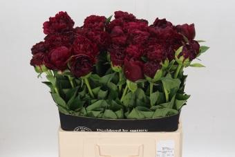 <h4>Paeonia Old Faithful</h4>